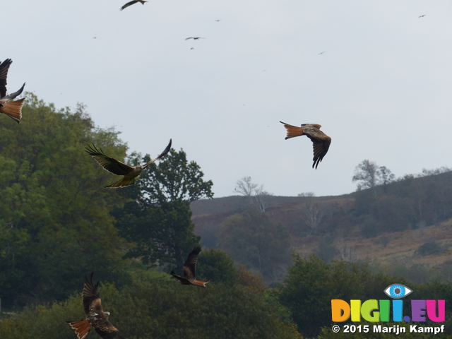 FZ021766 Red kites (Milvus milvus)